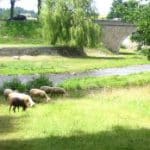 moutons-12x4.jpg